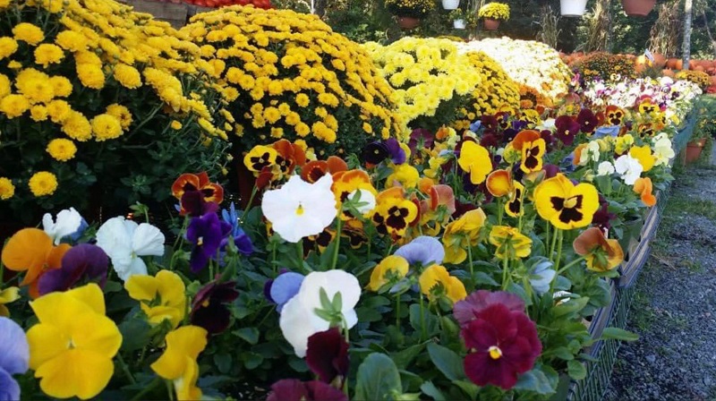 Flowers