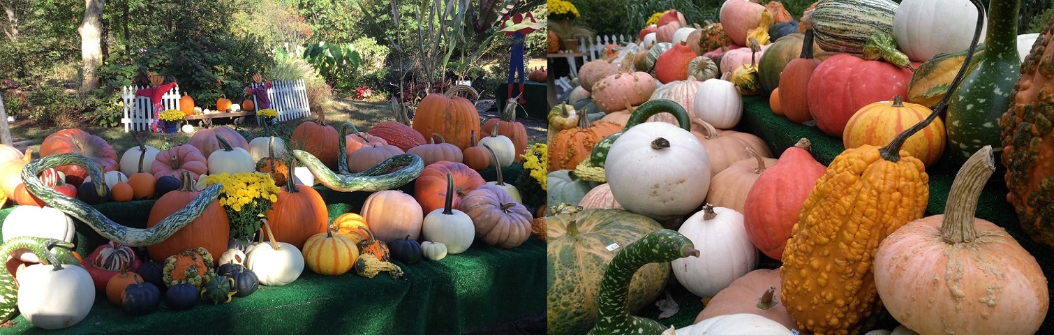 Pumpkin Display