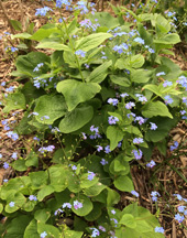 Forget-Me-Not Brunnera