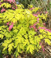 Gold Heart Dicentra