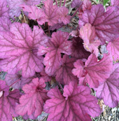 Berry Smoothie Heuchera