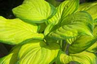 Stained Glass Hosta at Heather Hill Gardens