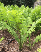 Ostrich Fern